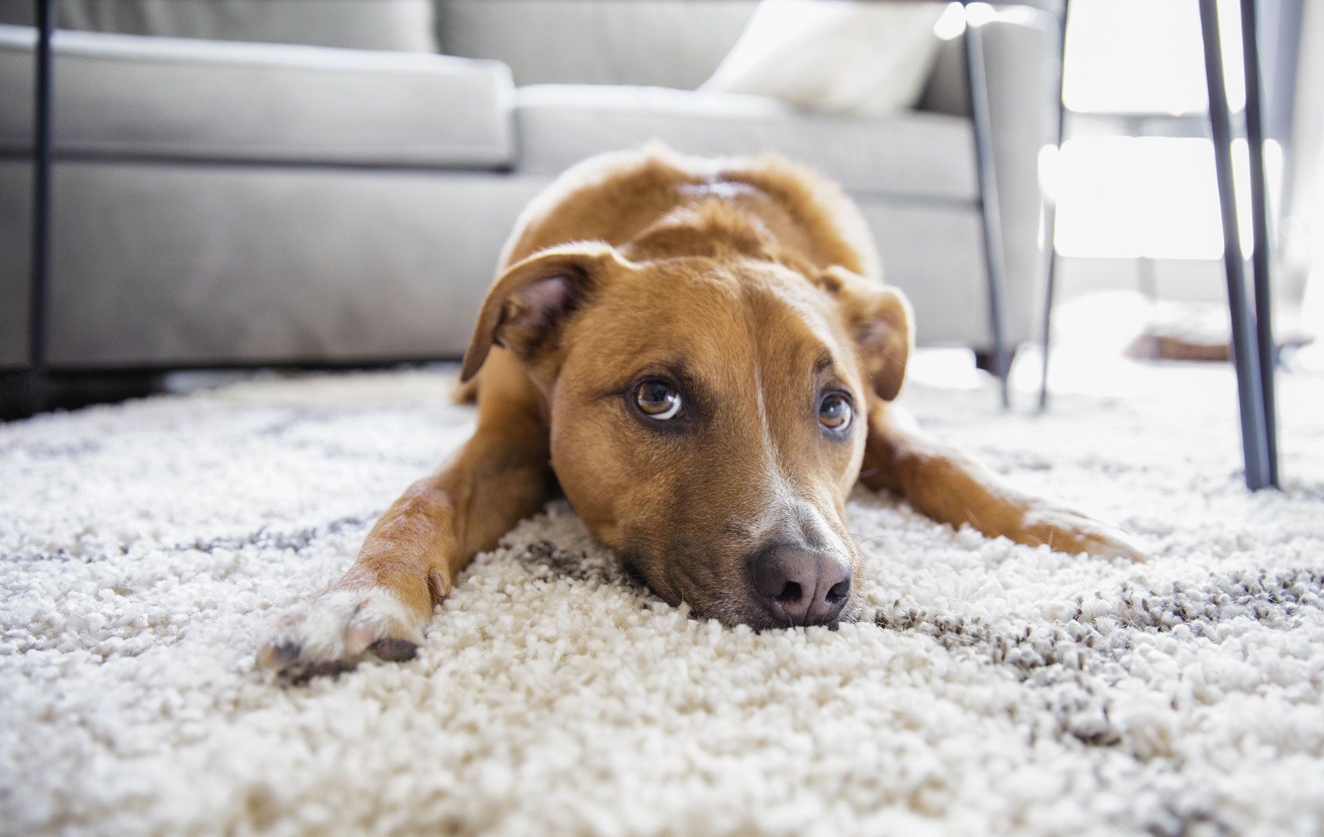 Brown dog lying on white fluffy rug in a living room, looking at the camera.