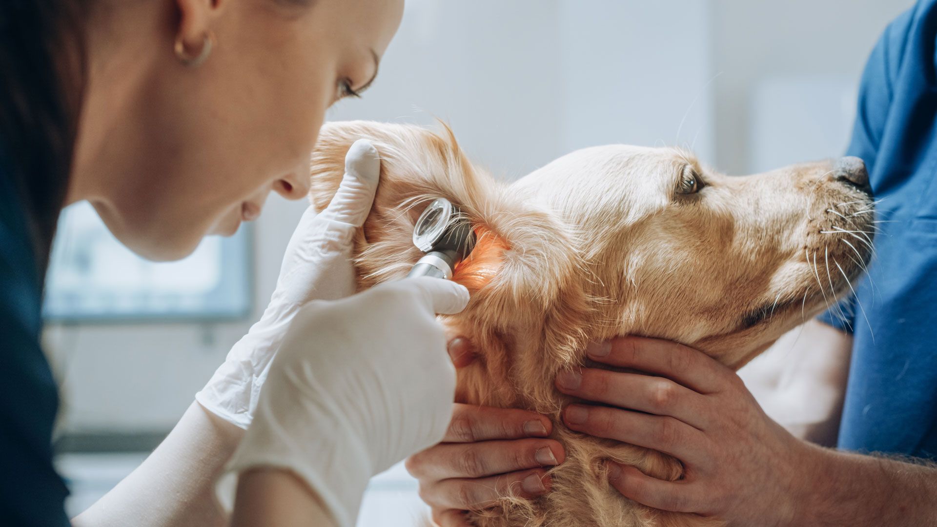 Veterinarian examining a golden retriever's ear with an otoscope in a clinic setting.