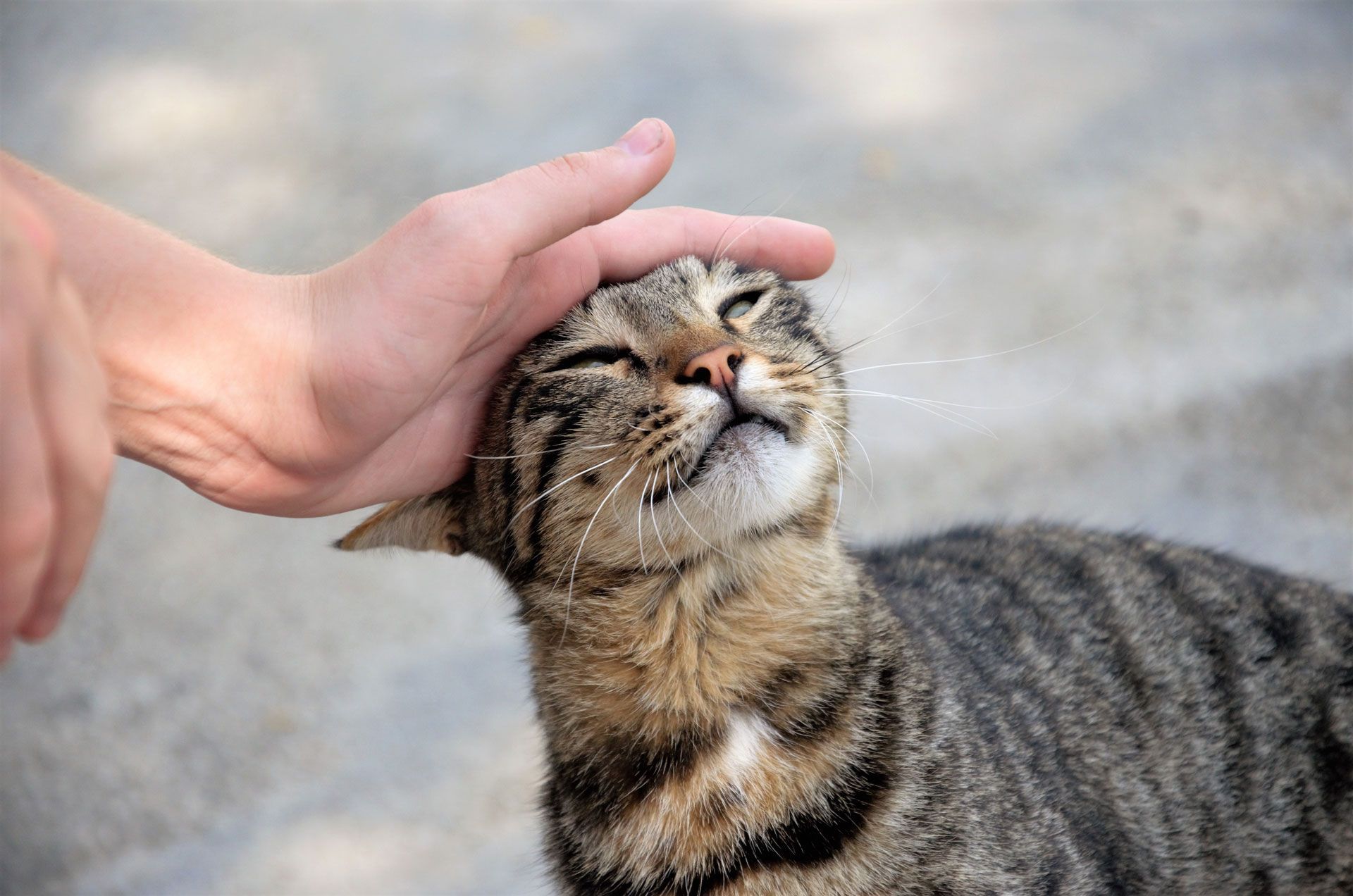 Hand petting a tabby cat's head. Cat has closed eyes, appears content. Outdoors, on light gray surface.