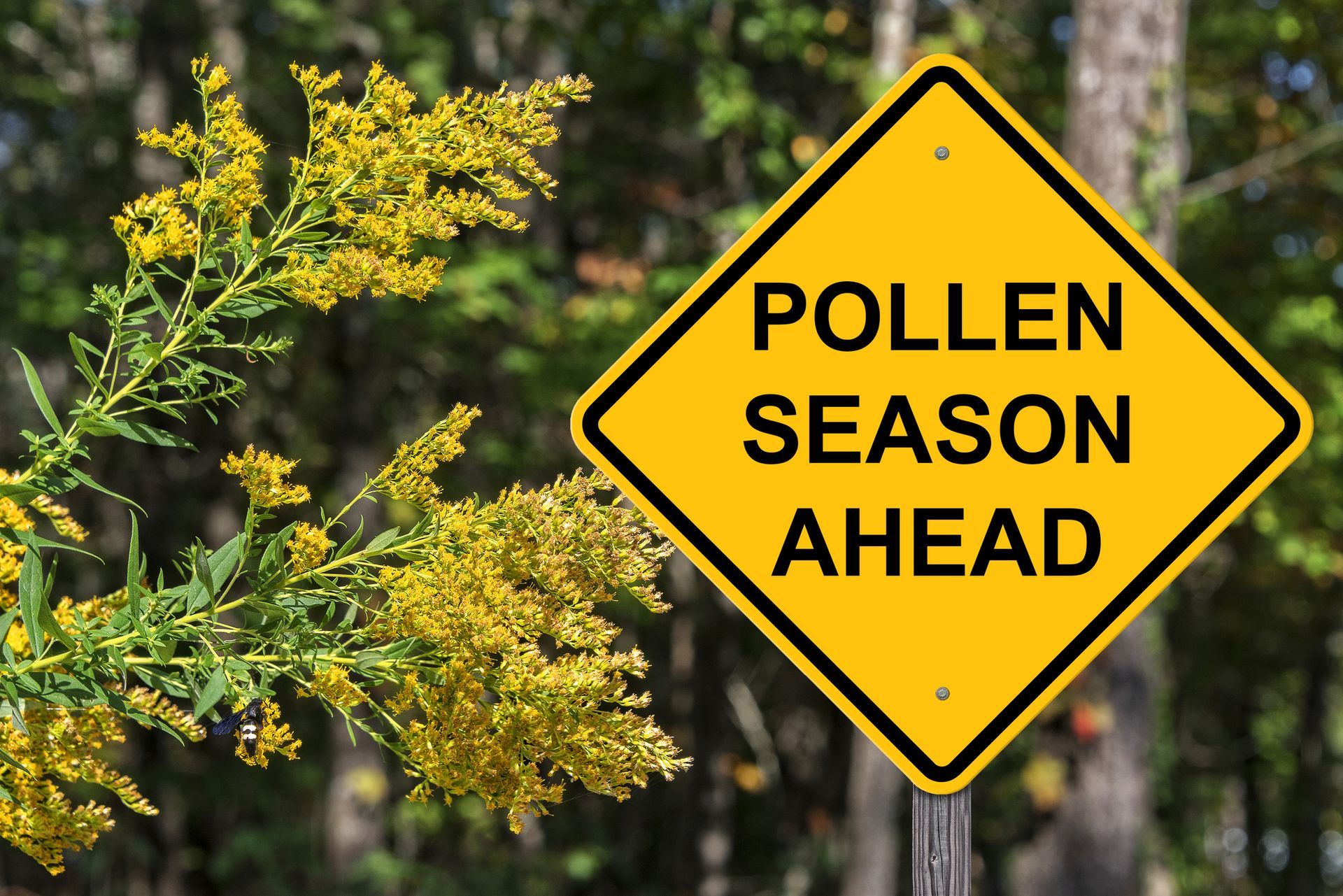 Best Air Filters for Allergy Sufferers: What to Look for This Spring