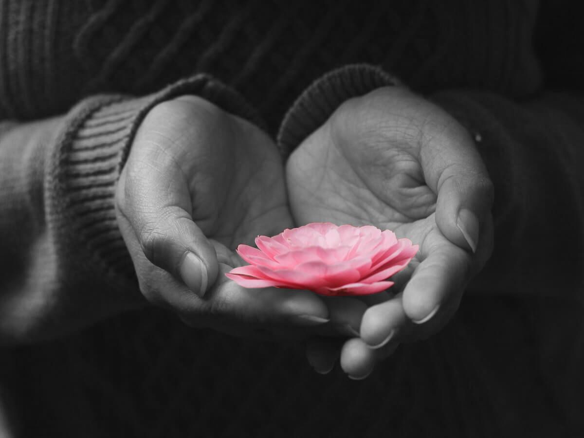 Hands gently holding a pink flower against a black-and-white background