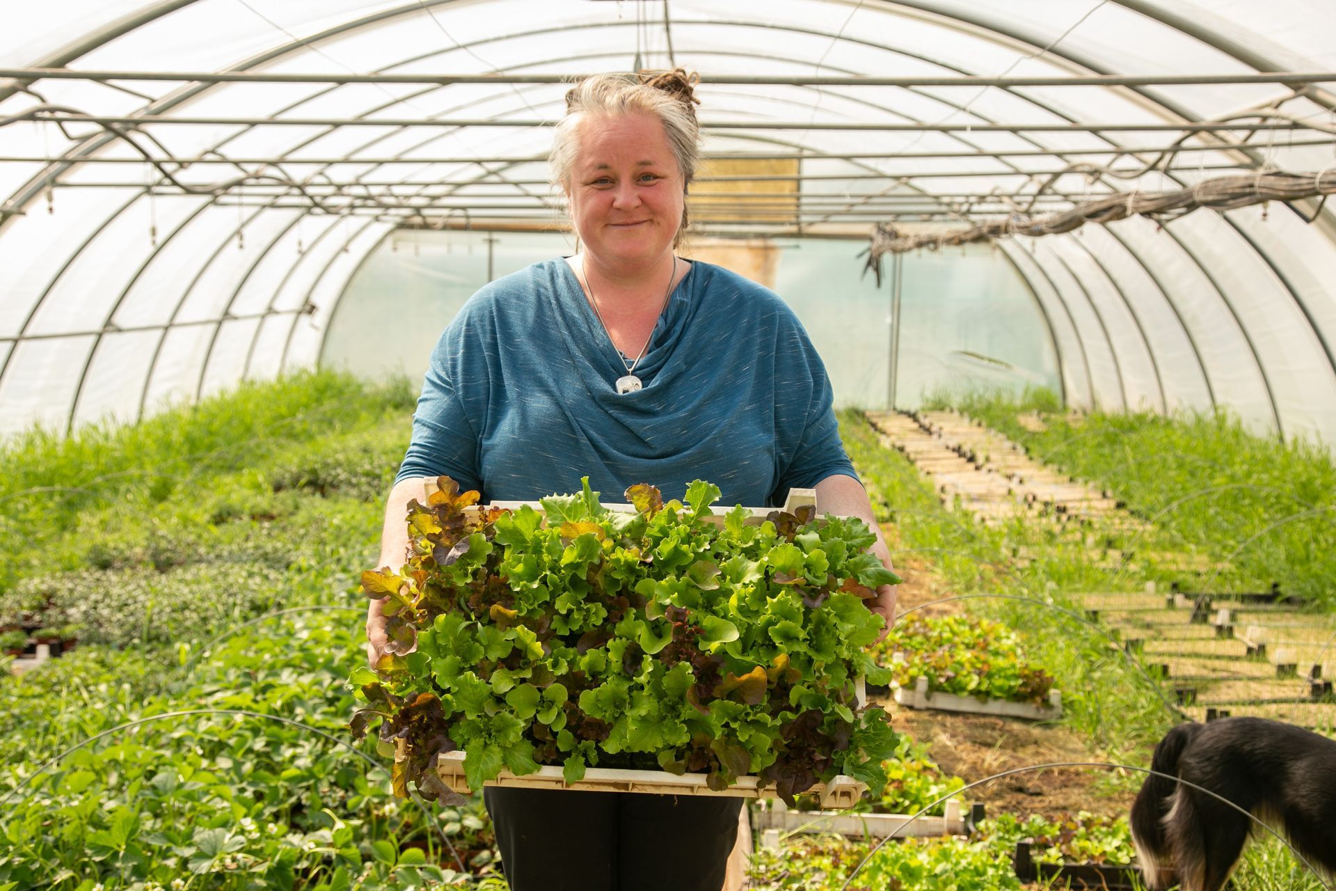 Frau hält einen Korb mit Salat in einem mit Pflanzen gefüllten Gewächshaus.