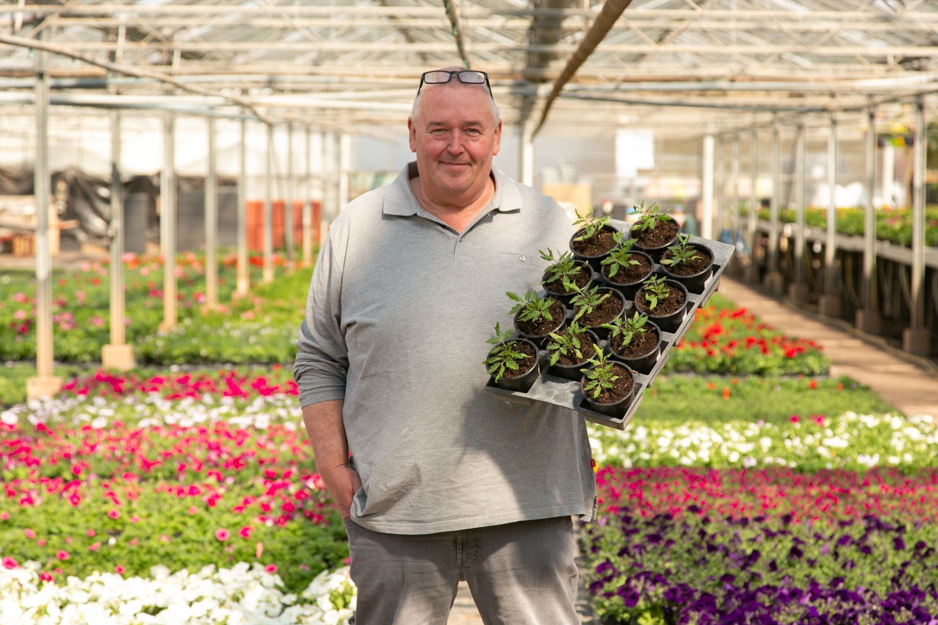 Mann hält ein Tablett mit Pflanzen in einem Gewächshaus mit farbenprächtigen Blumen.