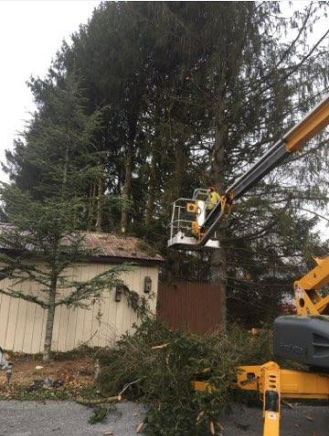 Ongoing Tree Trimming — Hanover, PA — ANCXUS Roofing Solutions