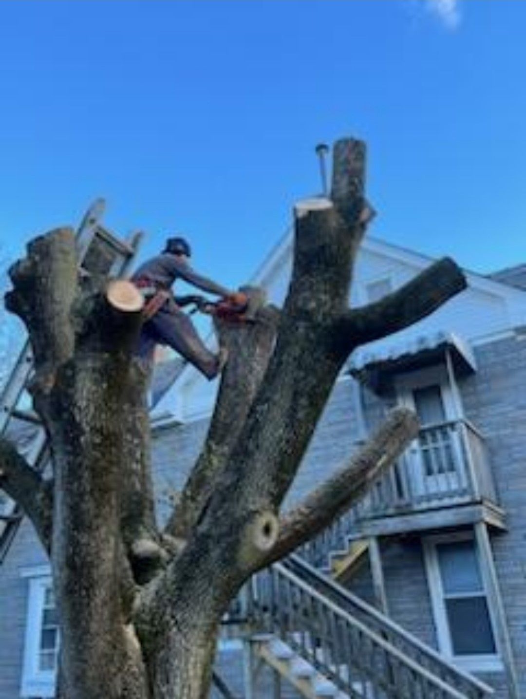 Worker Cuting A Tree — Hanover, PA — ANCXUS Roofing Solutions