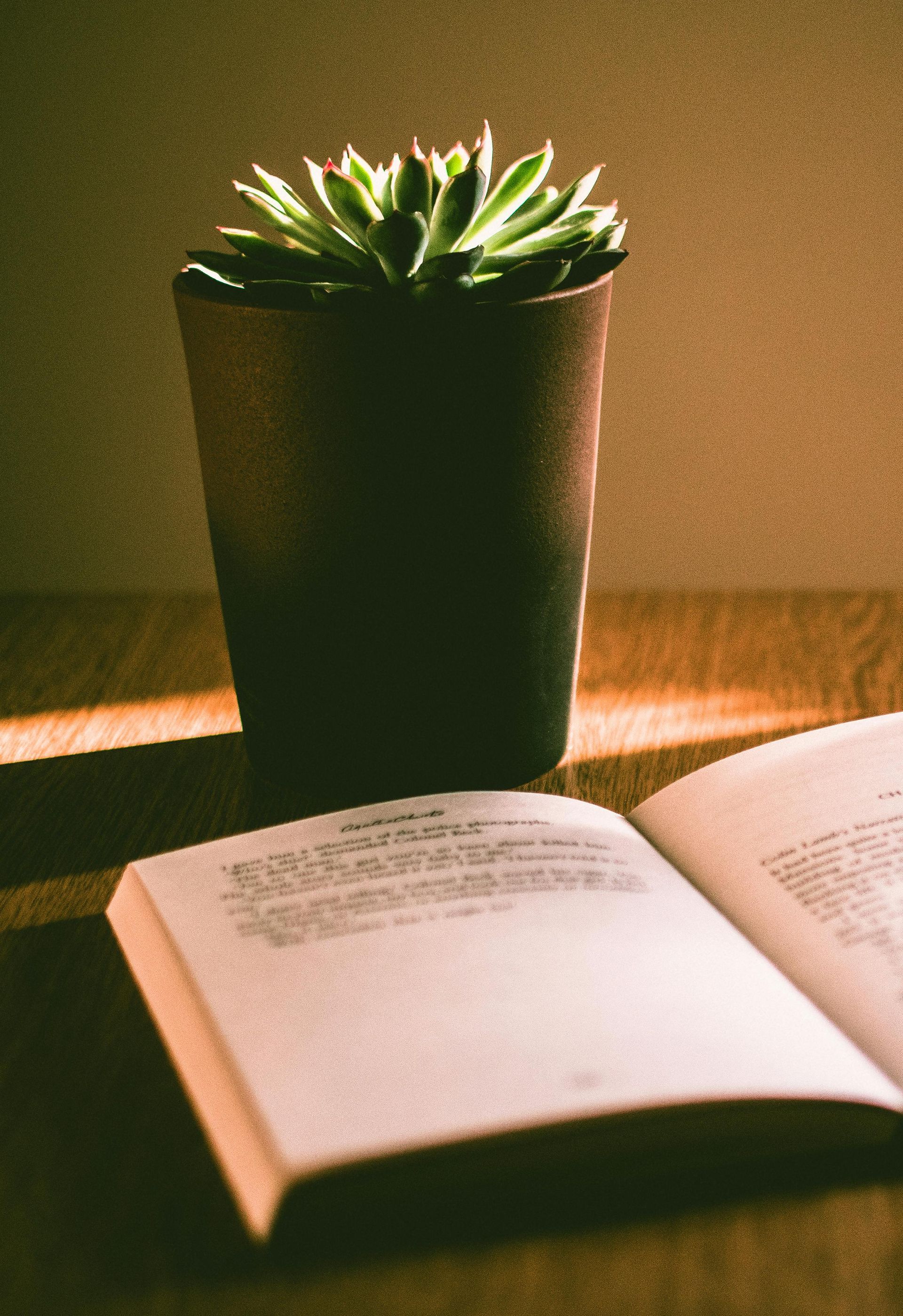 Succulent in terracotta pot beside an open book — Mind Guidance Centre in Wangi Wangi, NSW