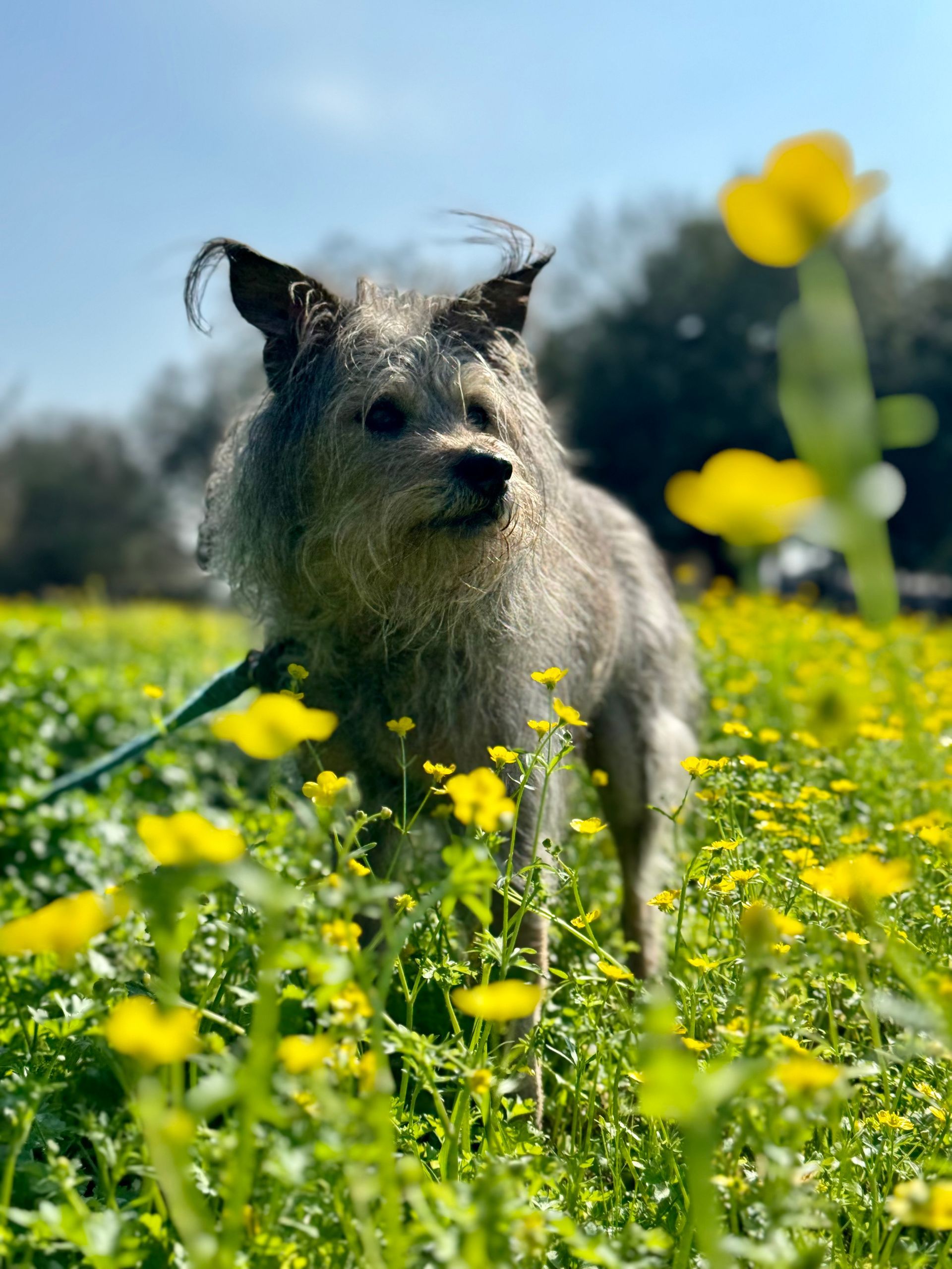 Man walking with a pack of dogs in a grassy field on a sunny day.