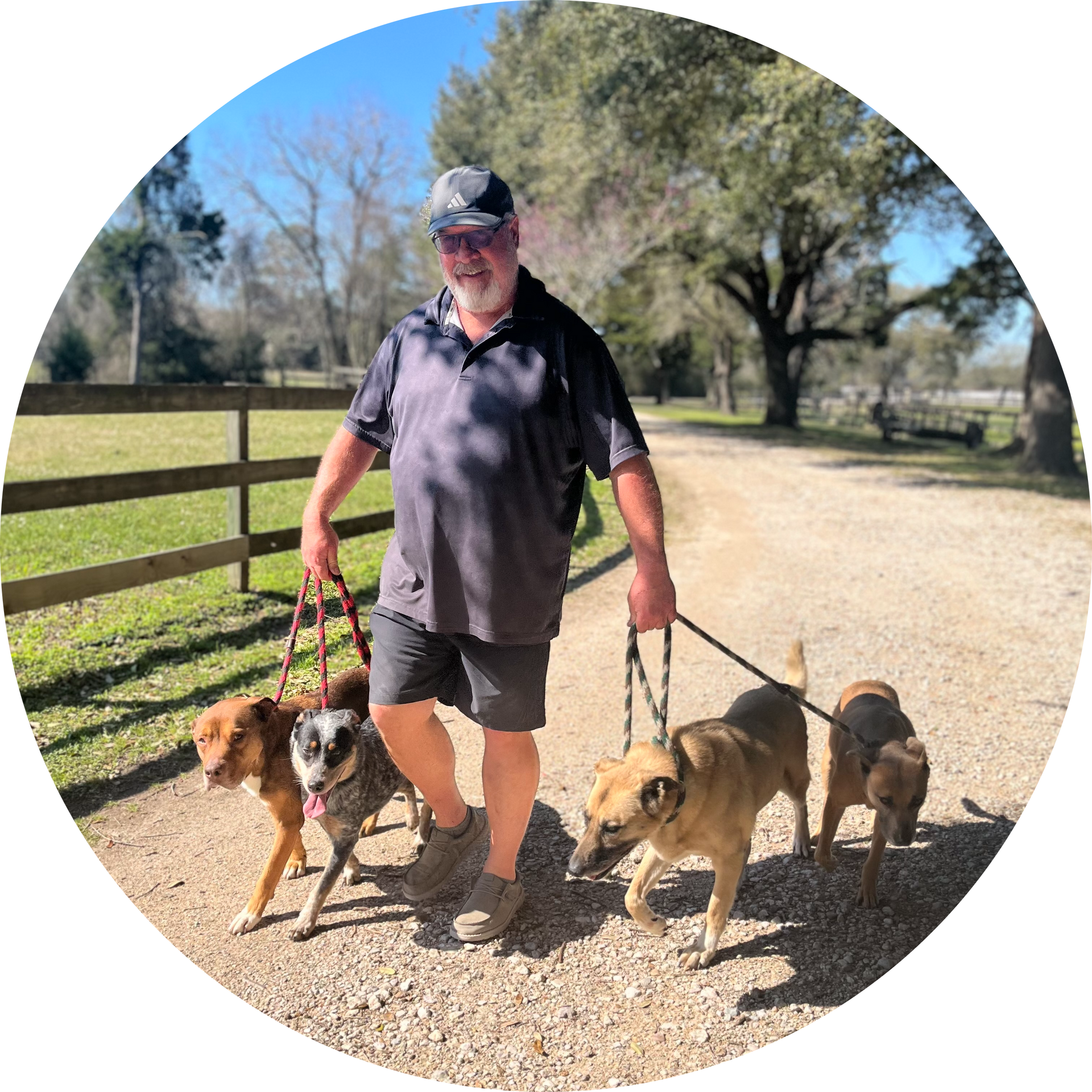 A man walks two dogs on leashes in a grassy area near a fence.