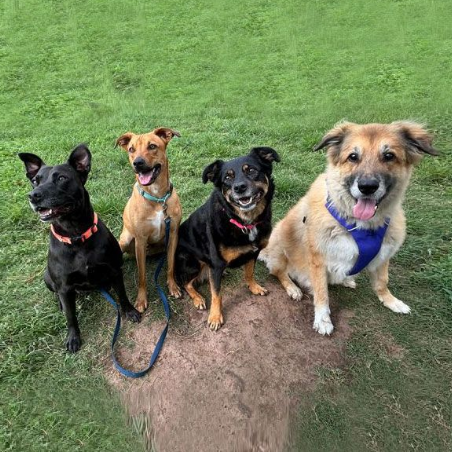 A person in an orange hat surrounded by a pack of dogs on a grassy lawn.