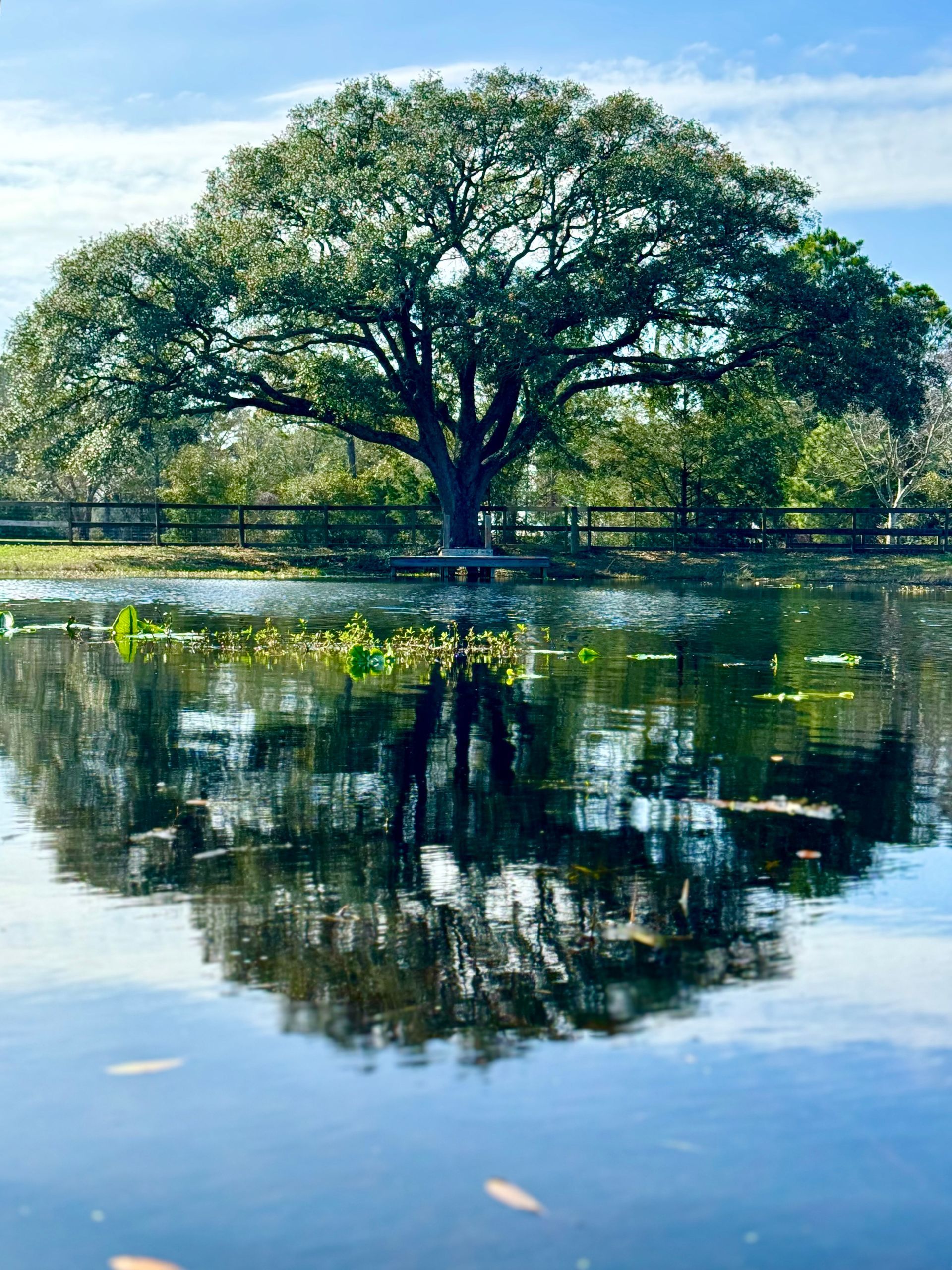 Large oak tree reflected in still water, with fence and sky in background.