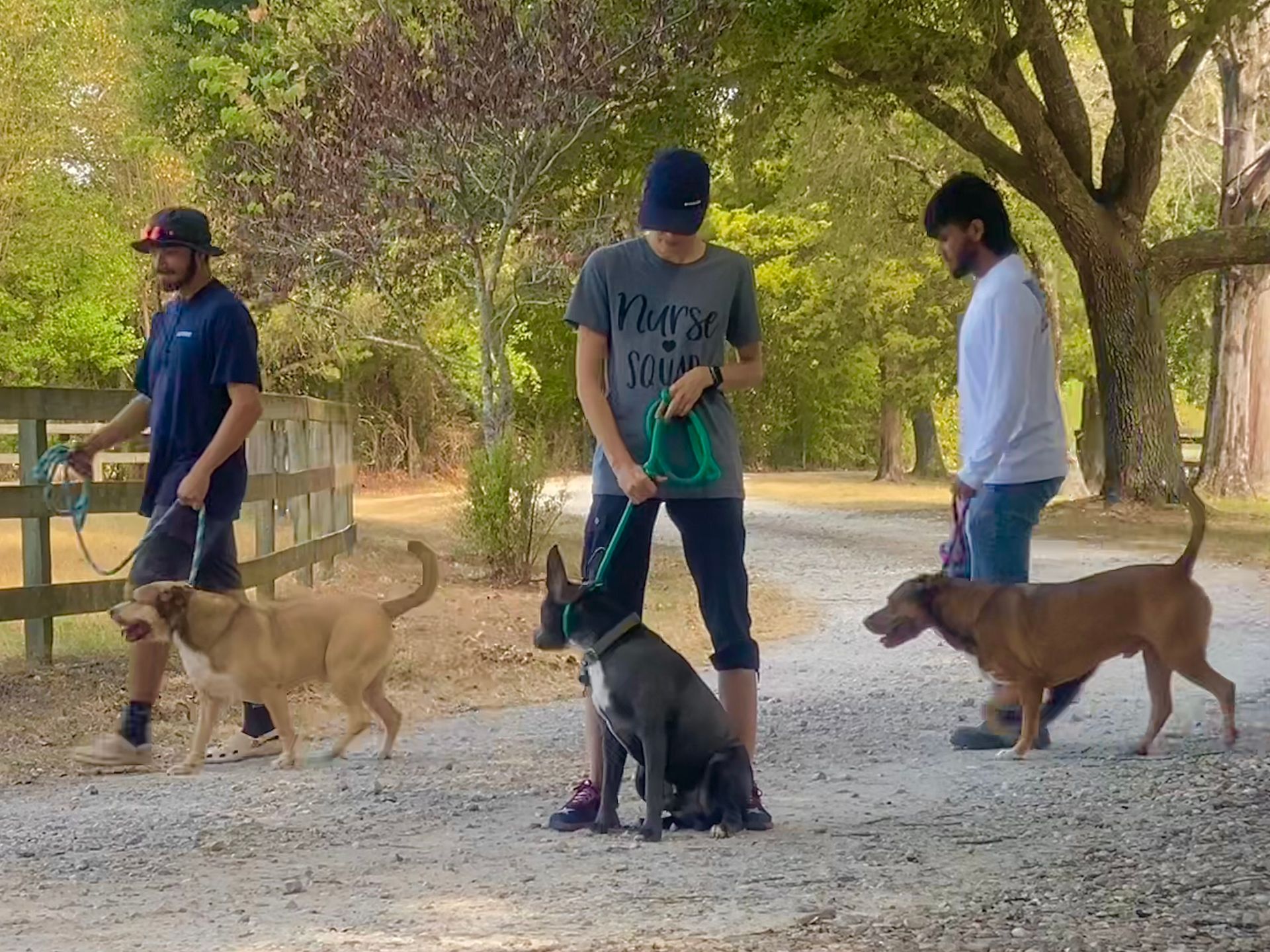 Three people walking dogs on a gravel path outdoors. Green trees, sunny.