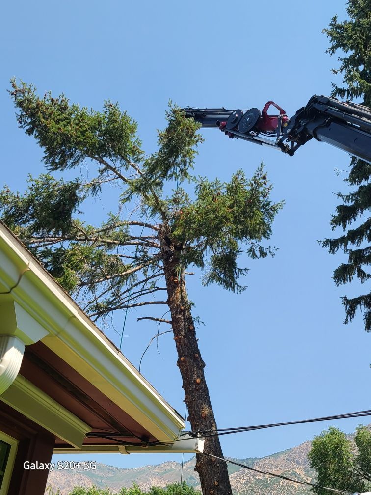 Tree being trimmed by a crane near a house on a sunny day.
