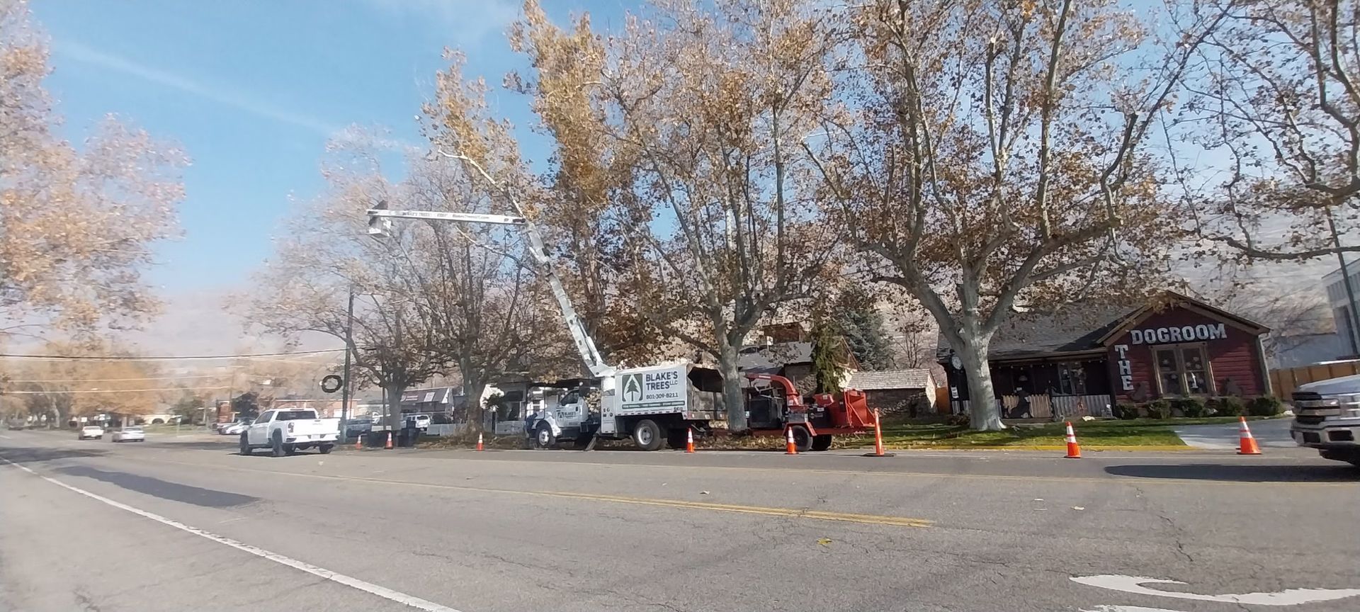 Tree trimmers working on a street with a utility truck and orange cones.