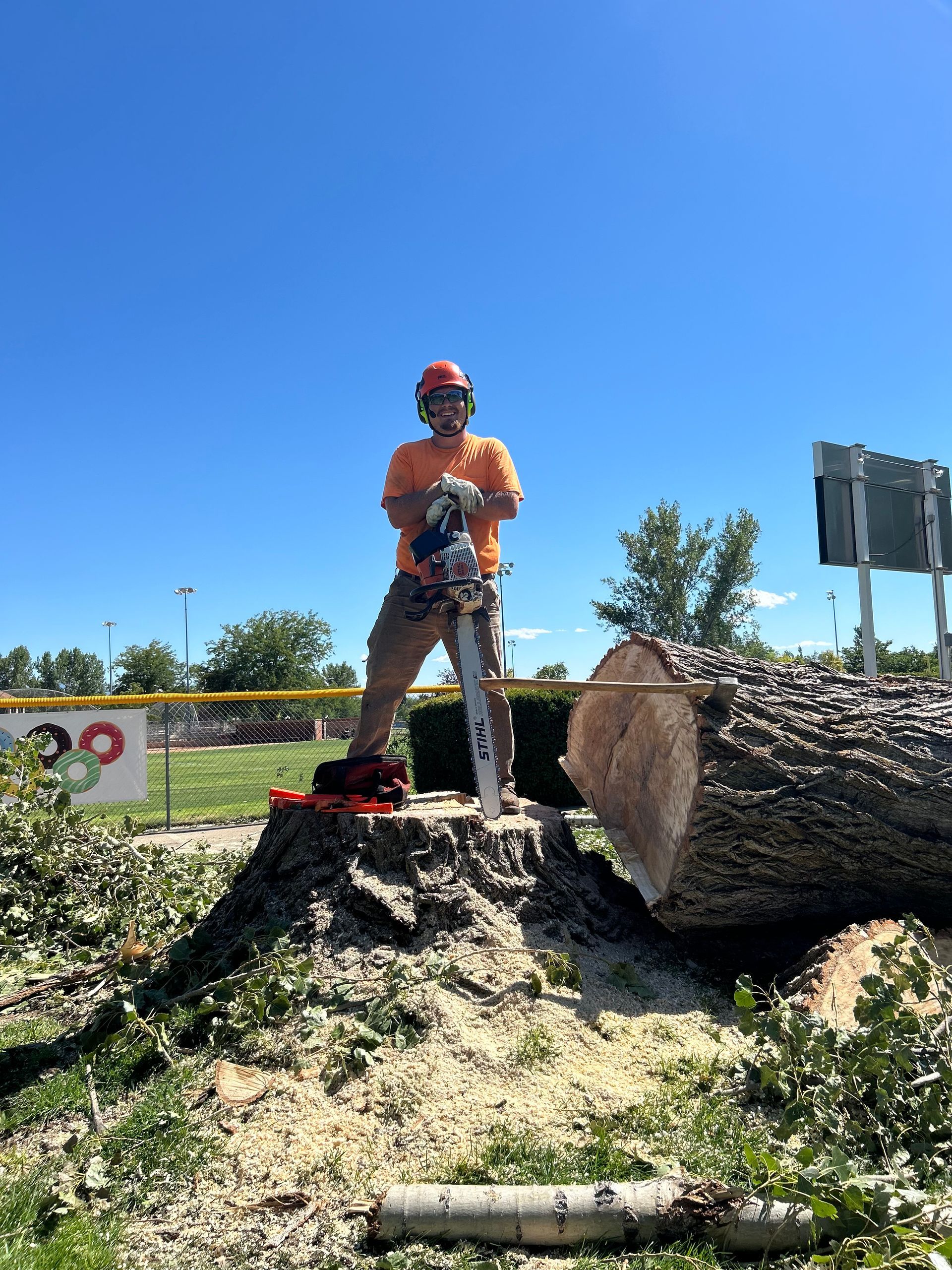 Man in safety gear with chainsaw on stump, tree felled, blue sky.