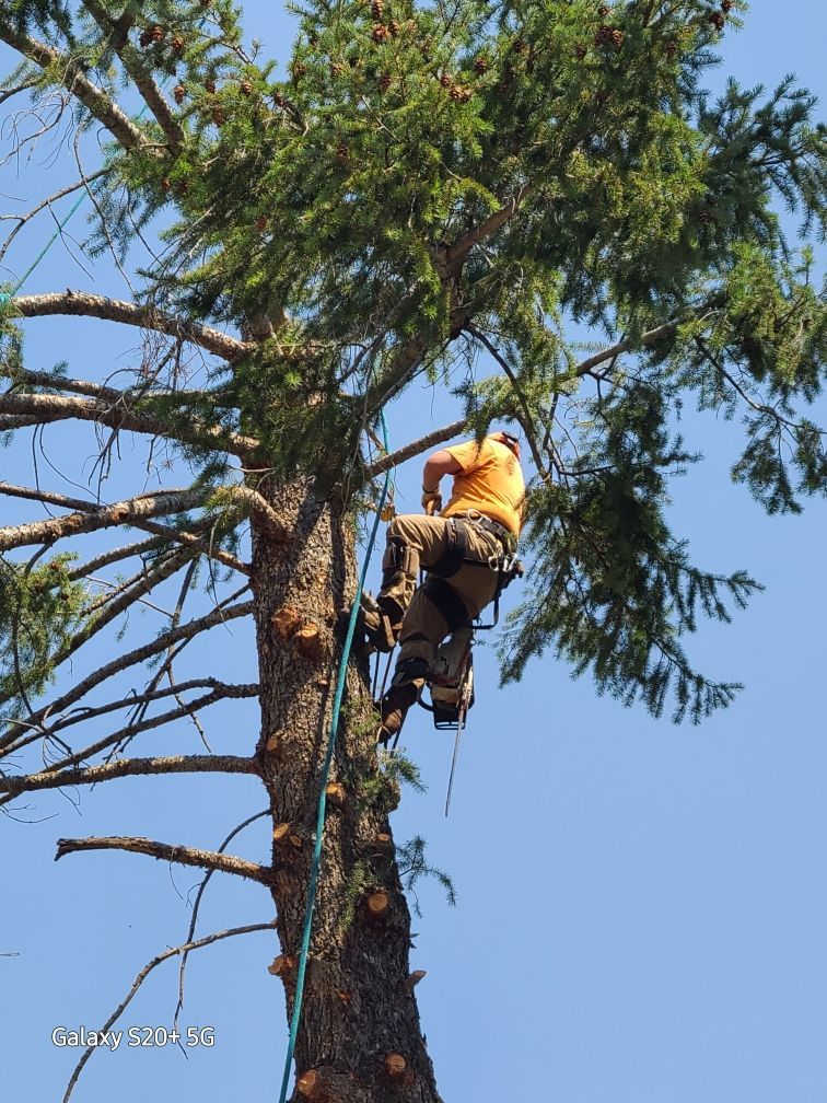 Arborist in a tall tree, secured by ropes, trimming branches. Bright blue sky background.