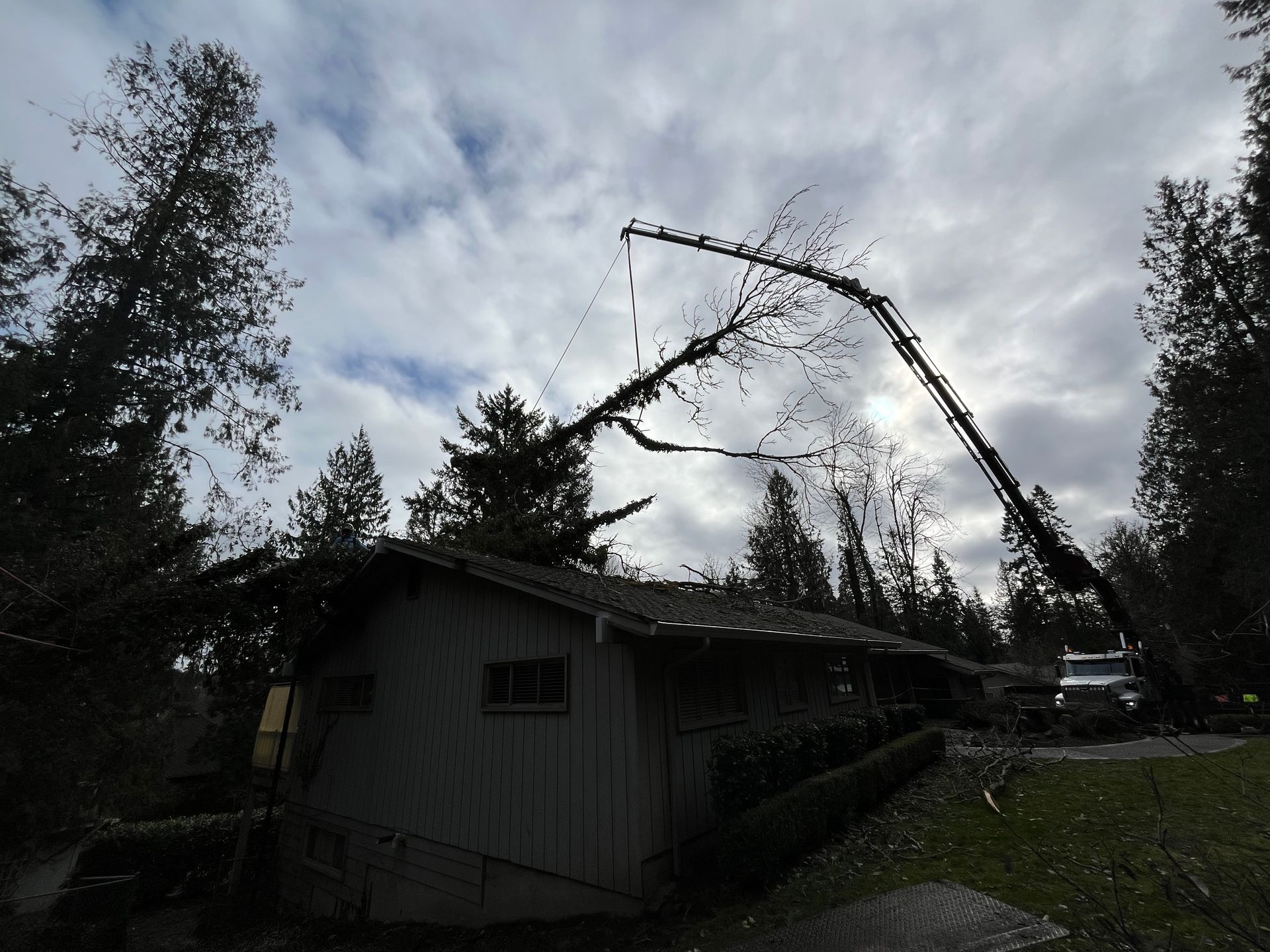 A crane trimming a tree over a small house on a cloudy day.
