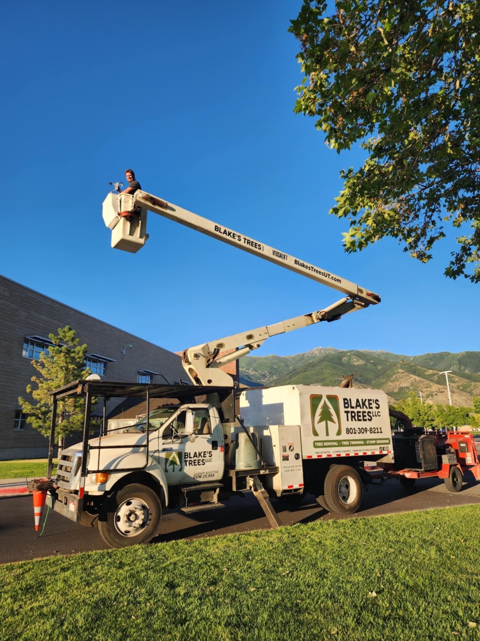 Tree service truck with person in aerial lift trimming tree branches. Blue sky.