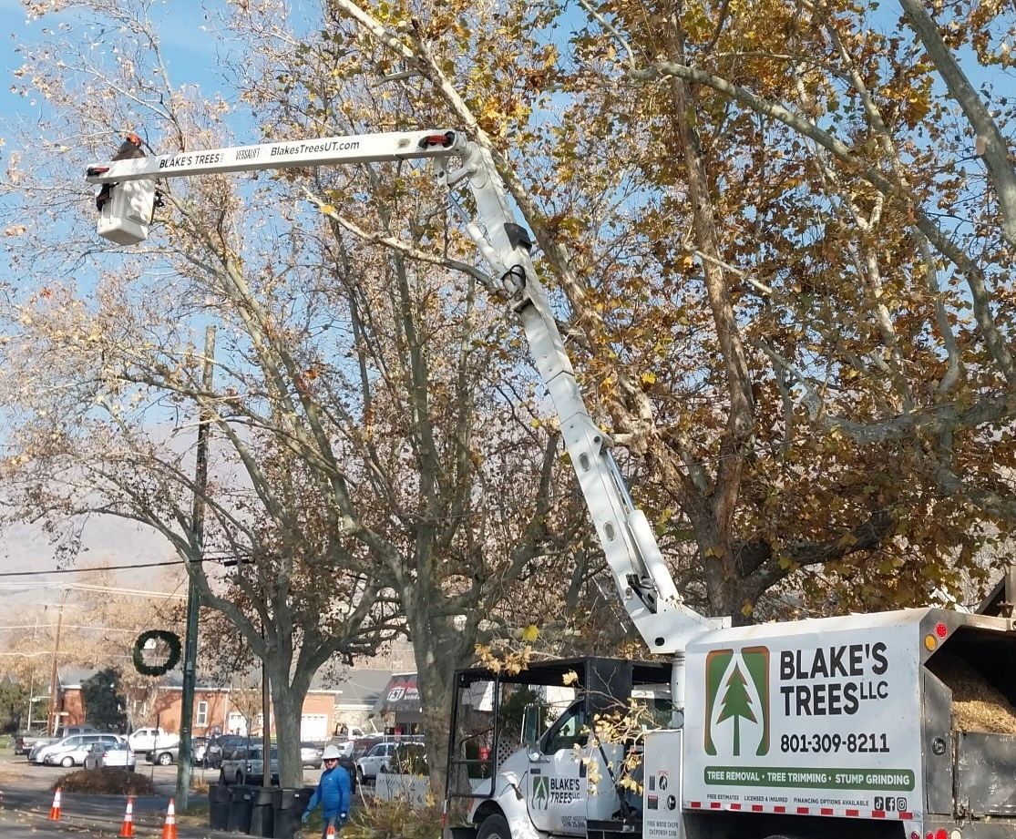 A tree service truck with an extended boom trimming a tree in an urban area.