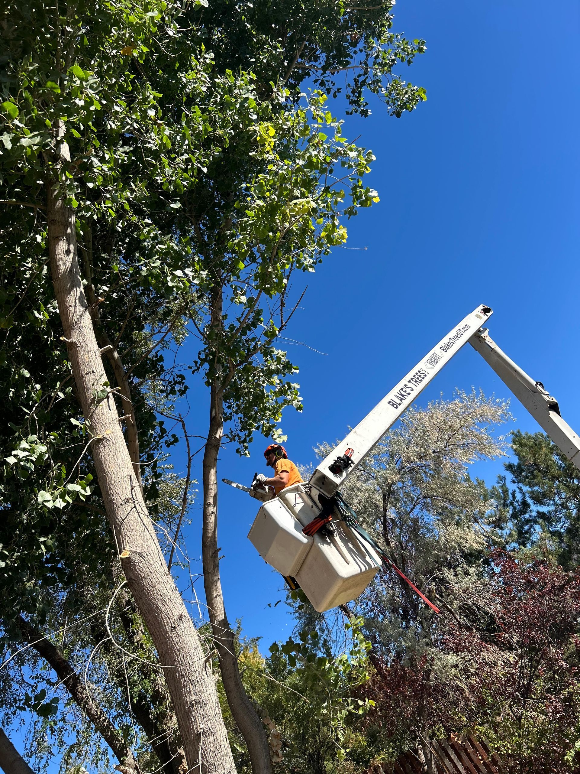 Tree trimmer in a lift basket saws branches on a sunny day.