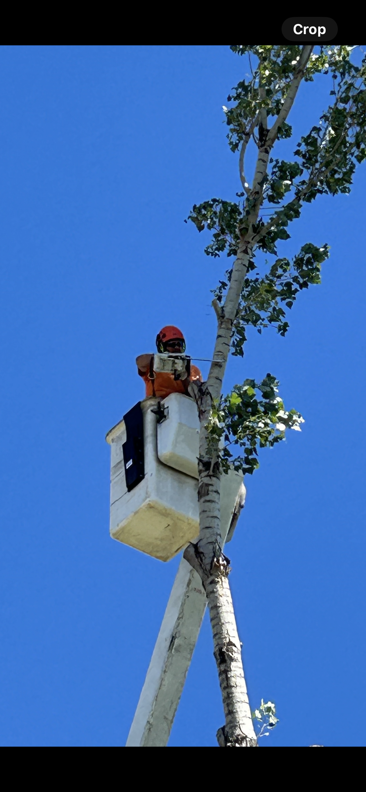 Arborist in an aerial lift, pruning a tall tree against a blue sky.