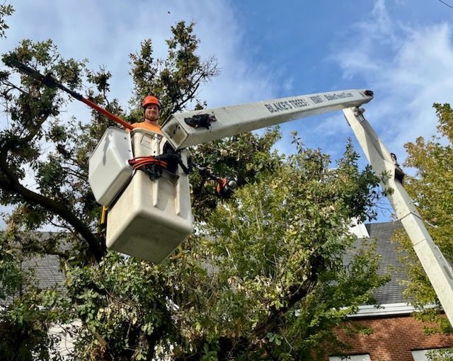 Arborist in a bucket truck trimming tree branches, blue sky background.