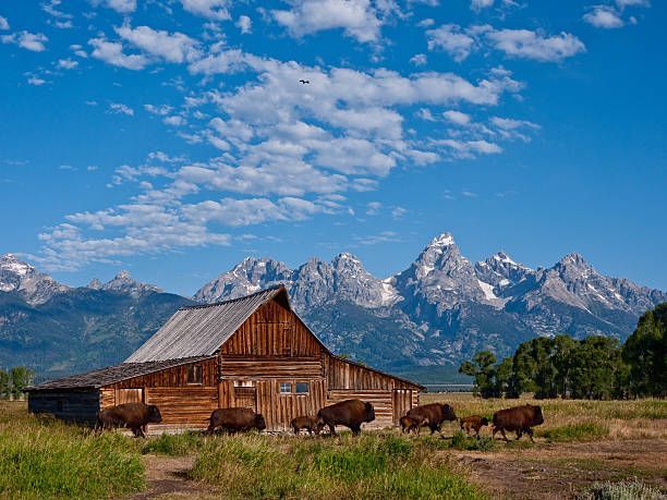 A herd of bison standing in front of a barn with mountains in the background.