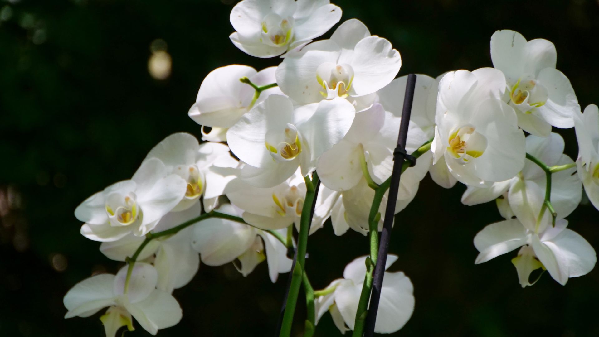 An elderly couple is sitting at a table with a laptop and a notebook.
