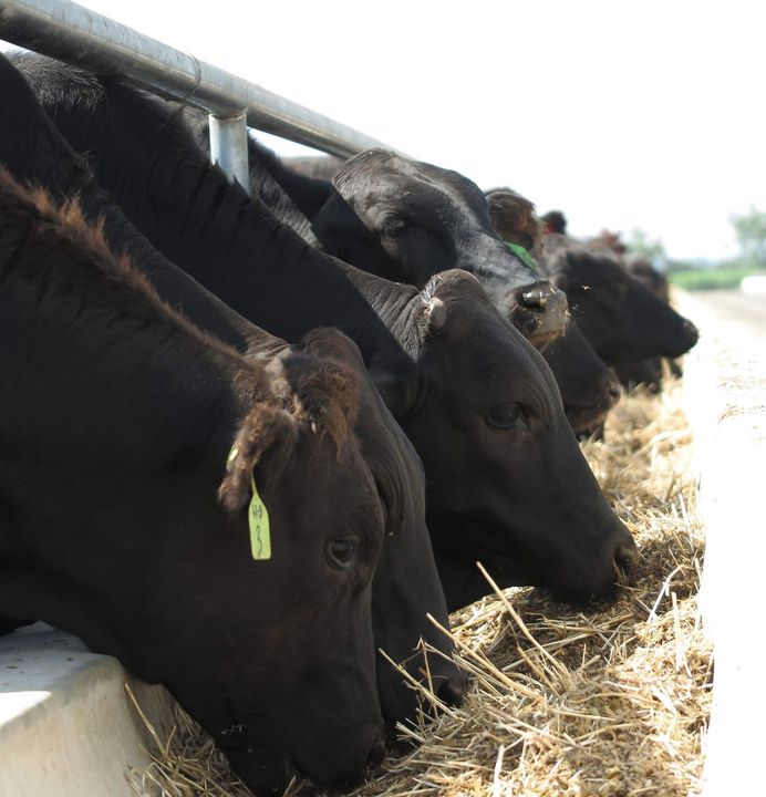 A herd of black cows eating hay from a trough