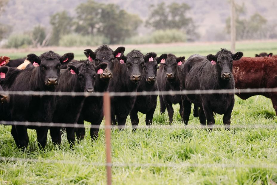 A herd of cows standing in a grassy field behind a barbed wire fence.