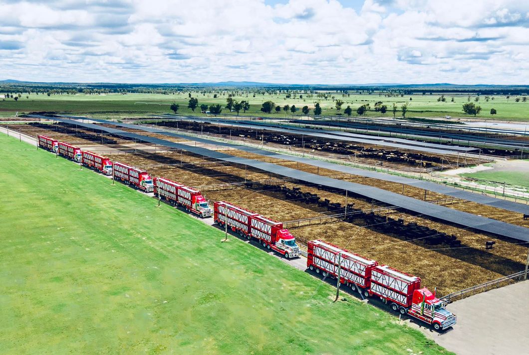 A row of red trucks parked at a sales yard.