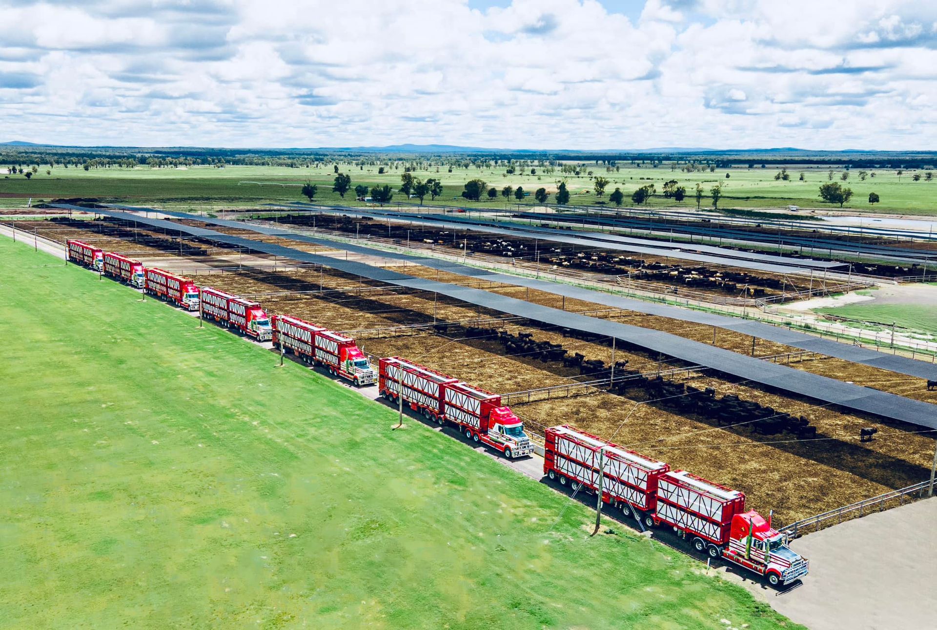 A row of red trucks parked at a sales yard.
