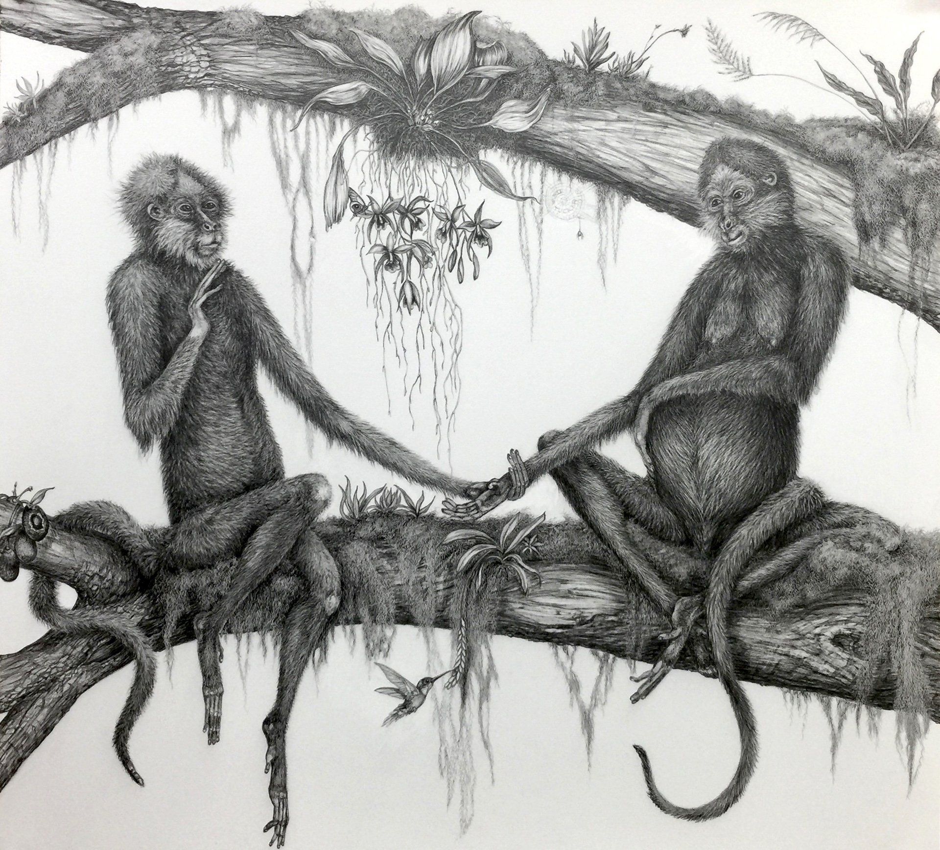 Two monkeys are sitting on a tree branch holding hands