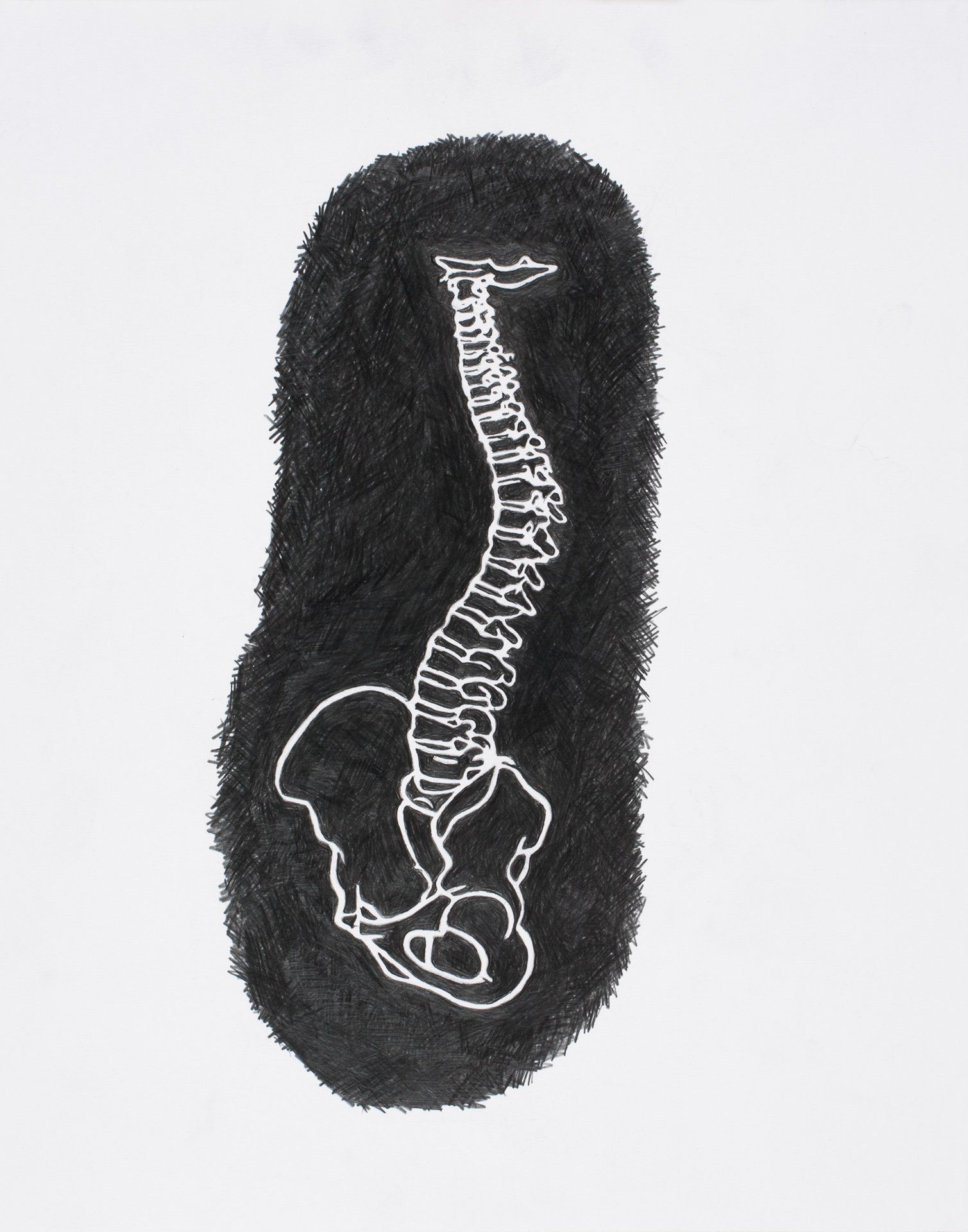 A black and white drawing of a spine on a white background