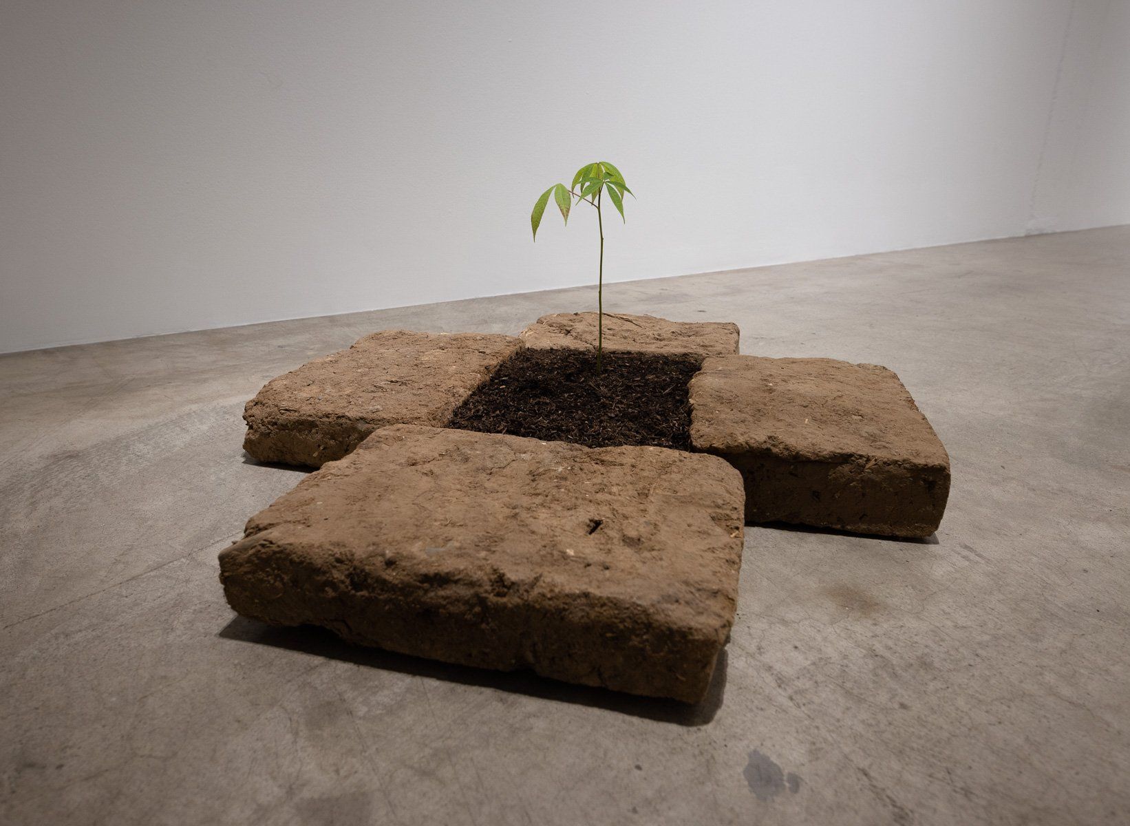 A small plant is growing out of a square of bricks.