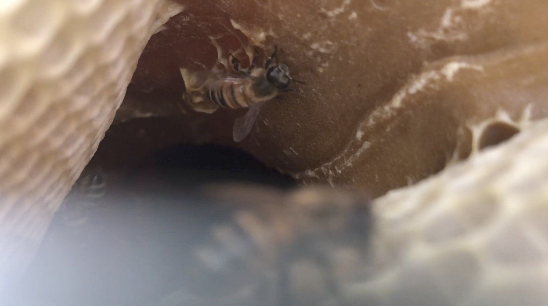 A close up of a bee on a honeycomb.