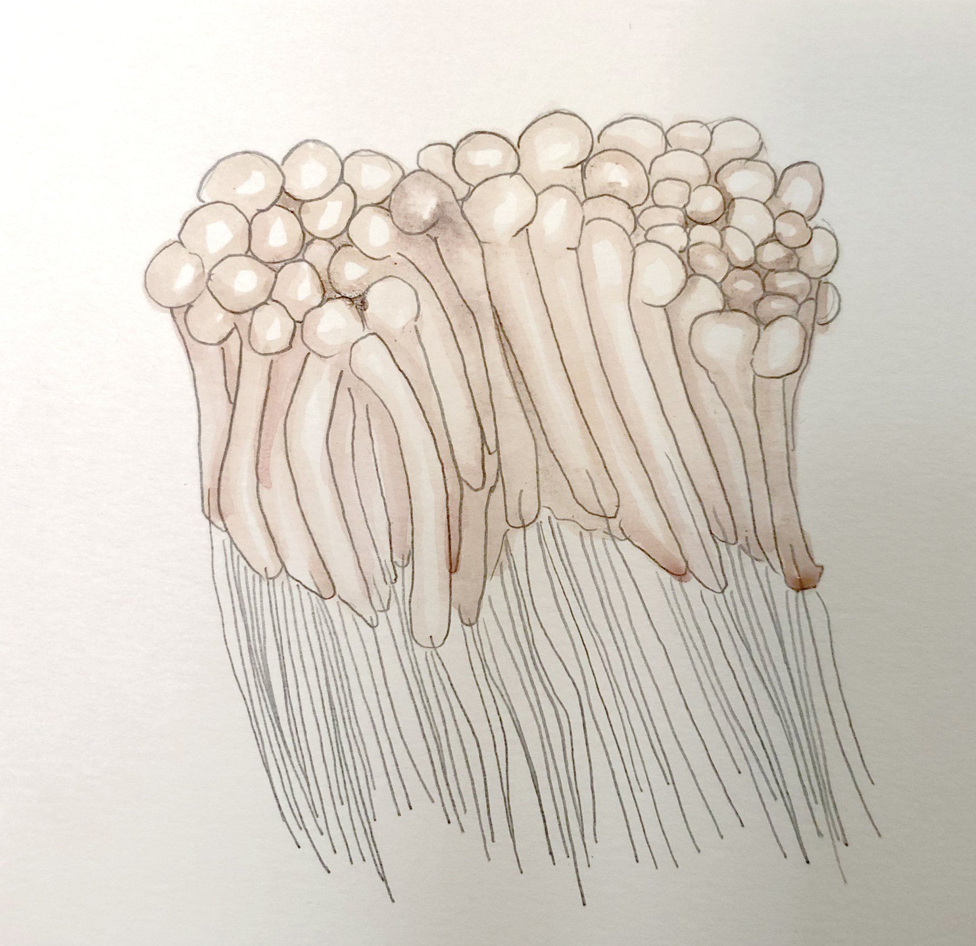A drawing of a bunch of mushrooms on a white background