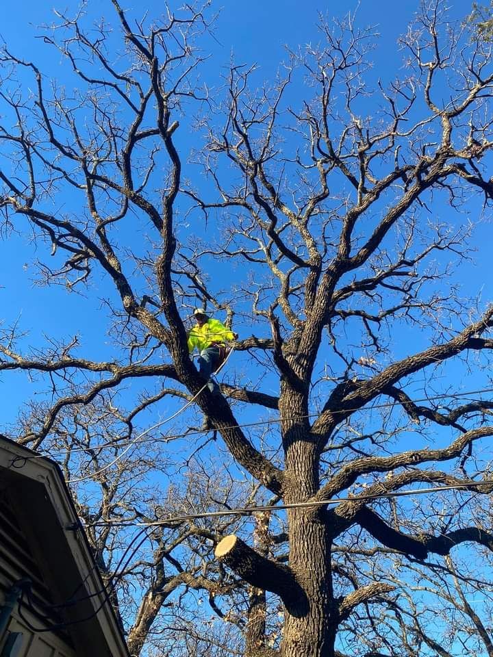 A man is climbing a tree in front of a house for tree cutting services.