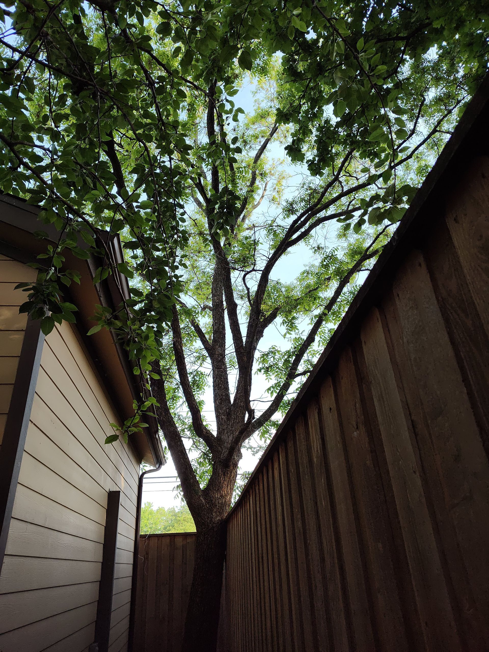 Looking up at a tree behind a wooden fence