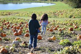 Two beagle dogs are sitting in the back of a vehicle.
