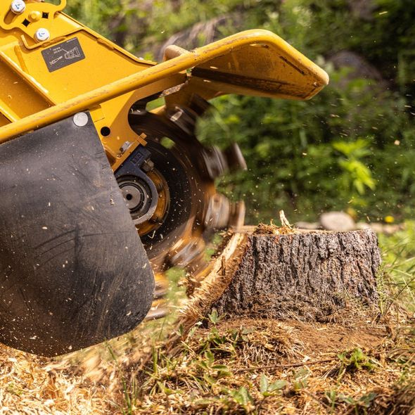 A stump grinder is cutting a tree stump in the grass.