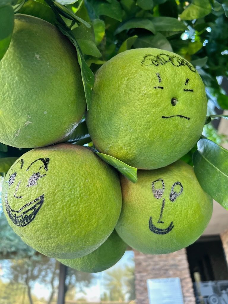 Four green citrus fruits 