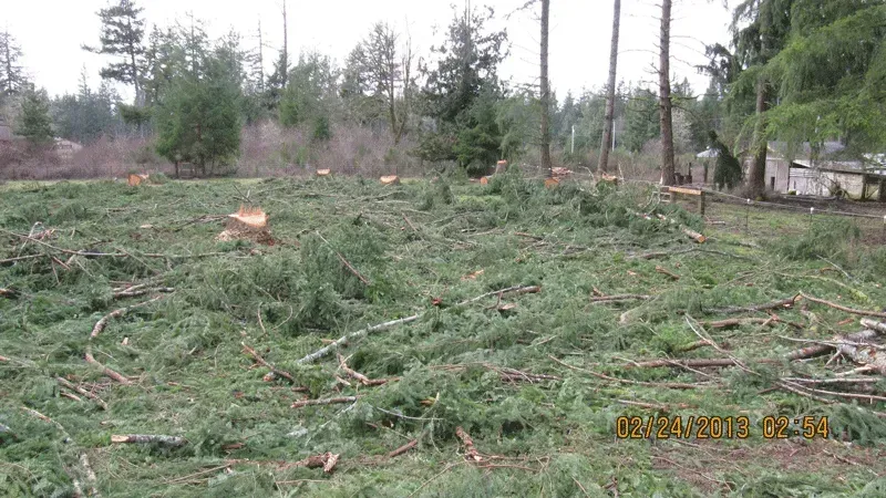 Clearcut area in a forest. Green branches and cut tree stumps cover the ground.