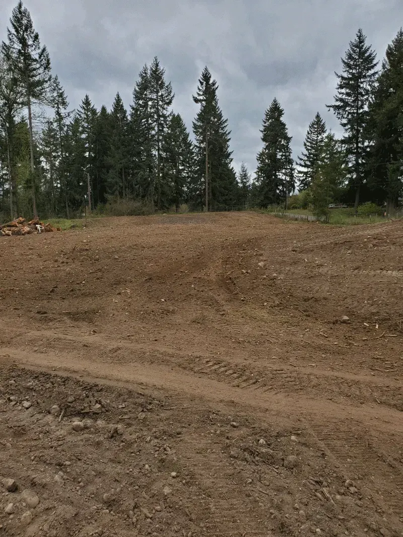 Brown dirt clearing with tall pine trees against a cloudy sky.