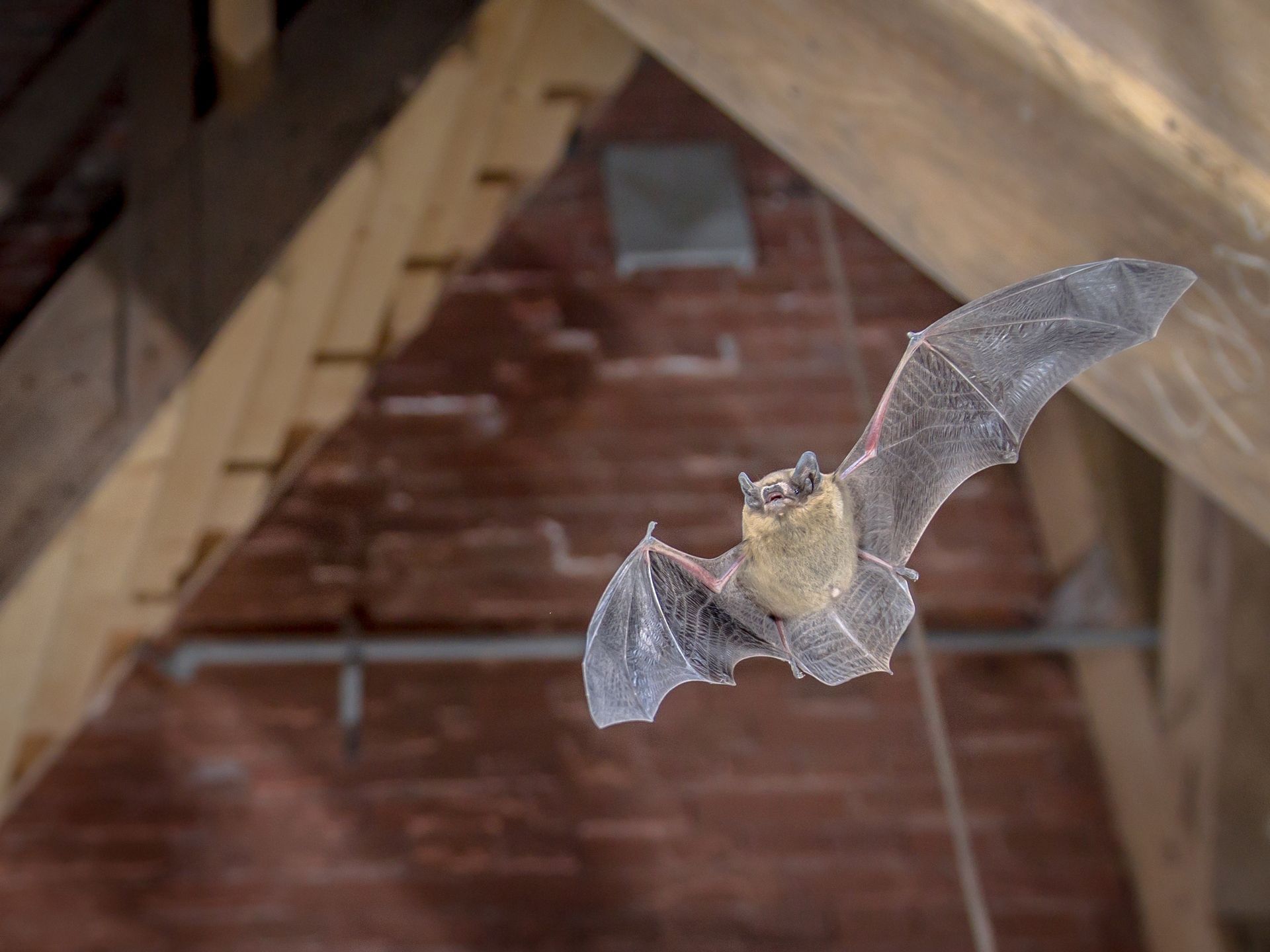 A Bat is Flying Through the Air in an Attic
