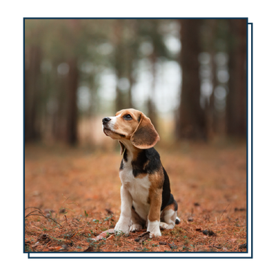 Beagle sitting on a forest path, looking upward with a blurred tree-lined background.