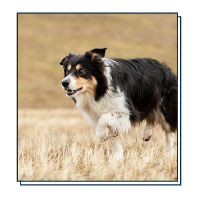 Black, white, and tan dog walking through dry grass in a field