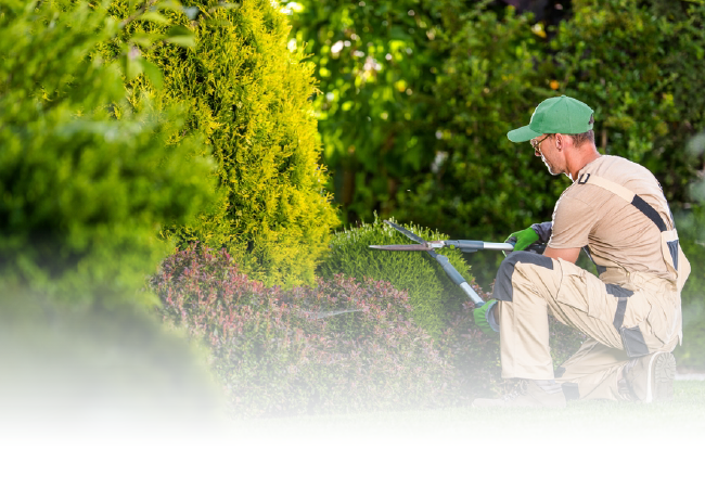 Gardener in beige overalls sprays hedges with a hose in a lush green garden