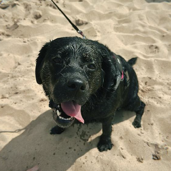 Black dog on a leash sitting on sandy beach, panting with tongue out.