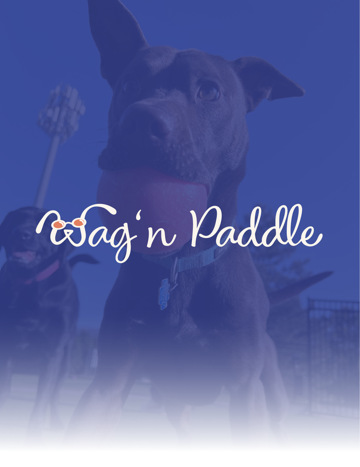 Dog in Paddle logo over a blue-tinted dog portrait with white script text.