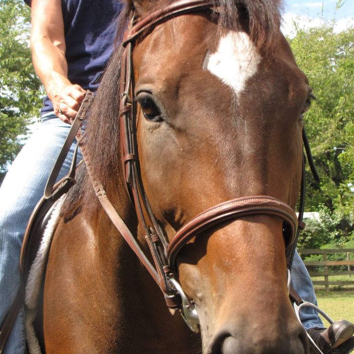 Brown horse with a white diamond on its forehead, wearing a bridle, being ridden.